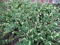 Duke Gardens Japanese Plum Yew / Cephalanthus harringtonia var.drupacea 